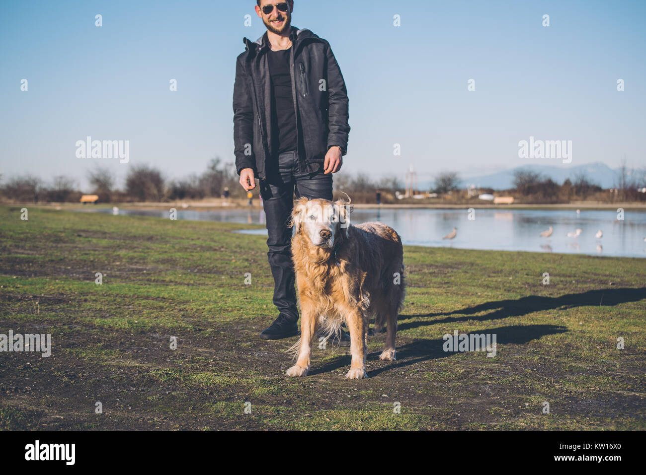 Male playing with golden retriever dog Stock Photo
