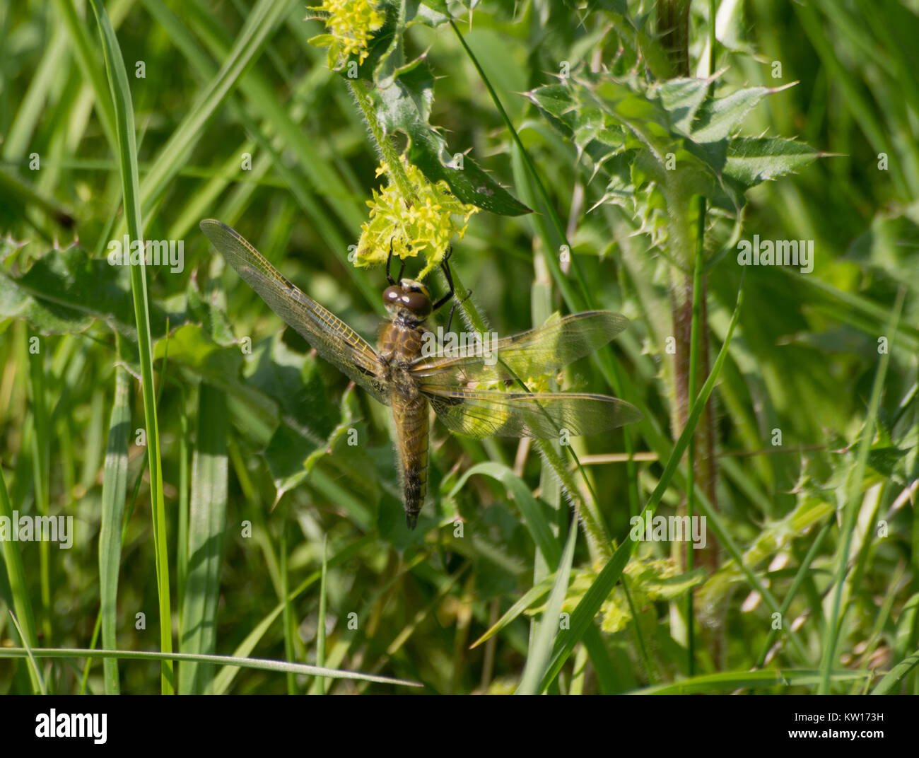 Four Spot Chaser Dragonfly resting on Crosswort plant Stock Photo