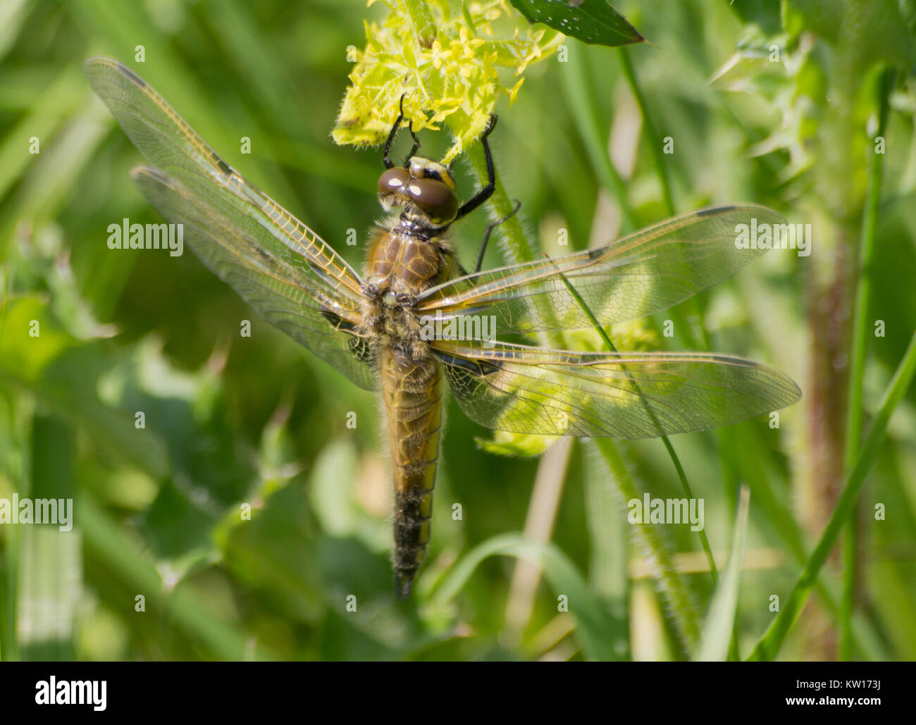 Four Spot Chaser Dragonfly resting on Crosswort plant Stock Photo