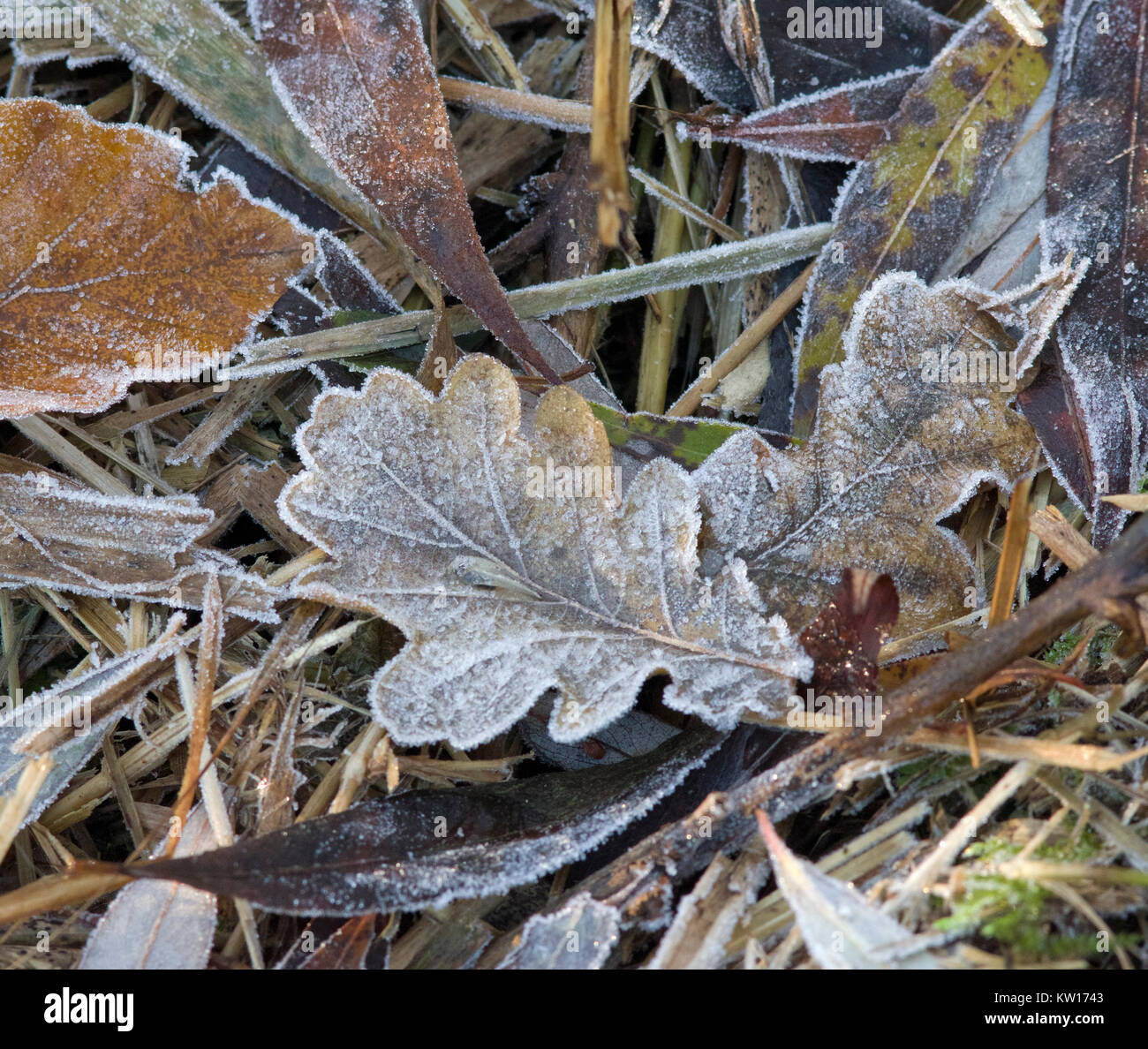 Frosted Leaf Litter Stock Photo