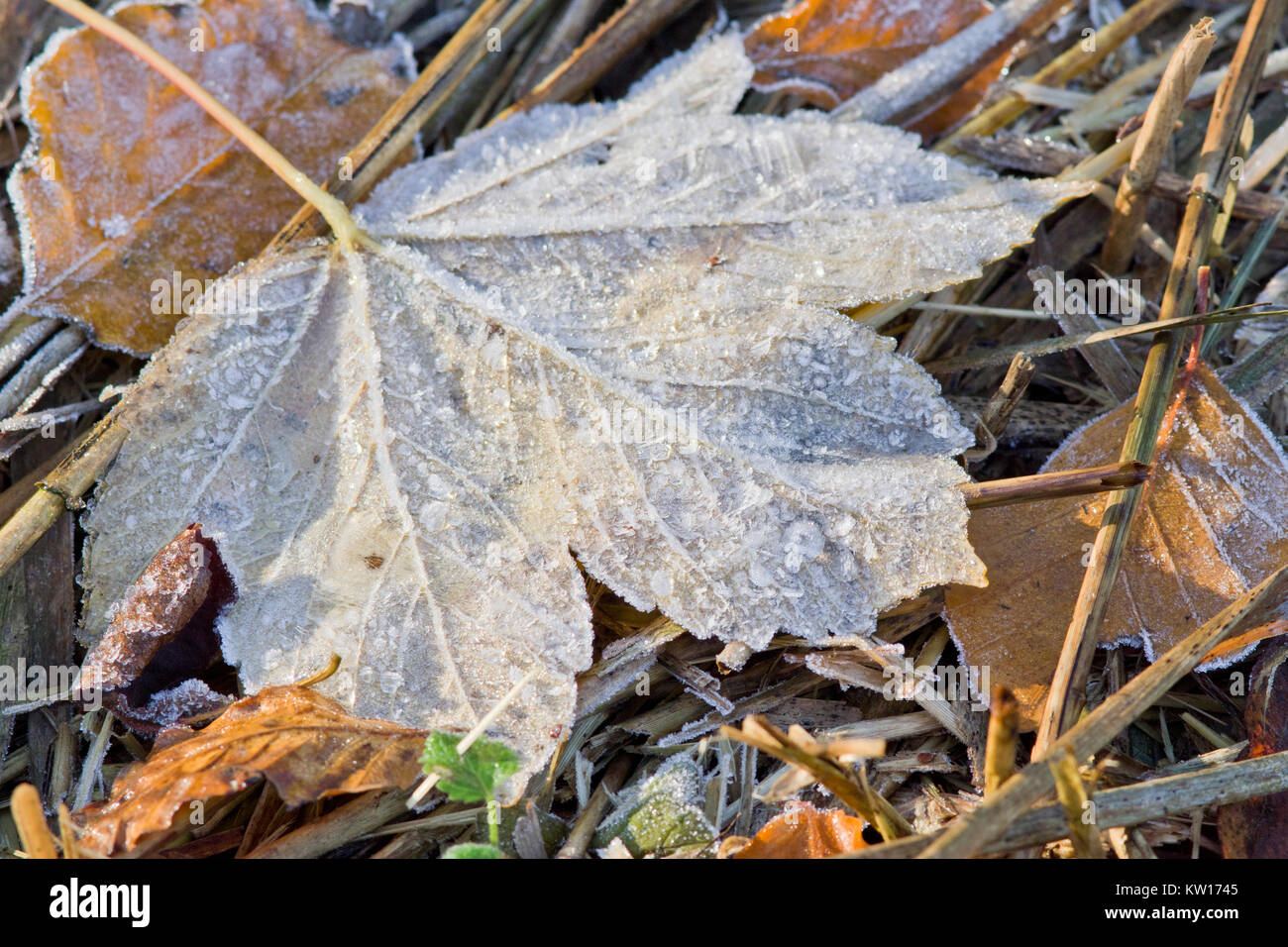 Frosted leaves Stock Photo