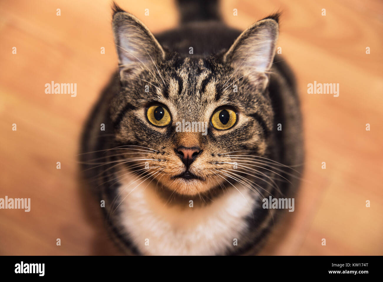 A beautiful tabby cat looking staring glaring into camera with a cute ...