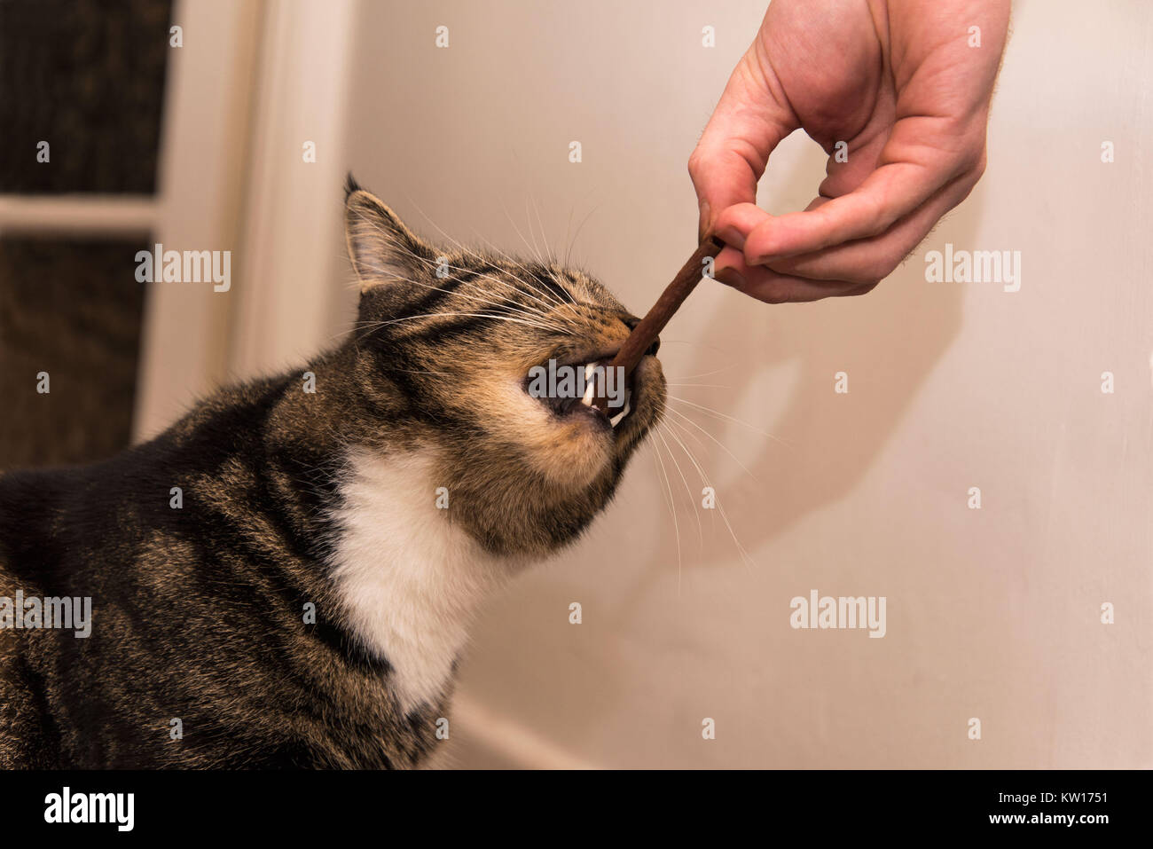 Astonishment Gentleman burn A tabby cat eating a cat treat stick from a man's hand. Cat teeth are on show really enjoying the cat food. Cat at home Stock Photo - Alamy Astonishment Gentleman burn A tabby cat eating a cat treat stick from a man's hand. Cat teeth are on show really enjoying the cat food. Cat at home Stock Photo - Alamy