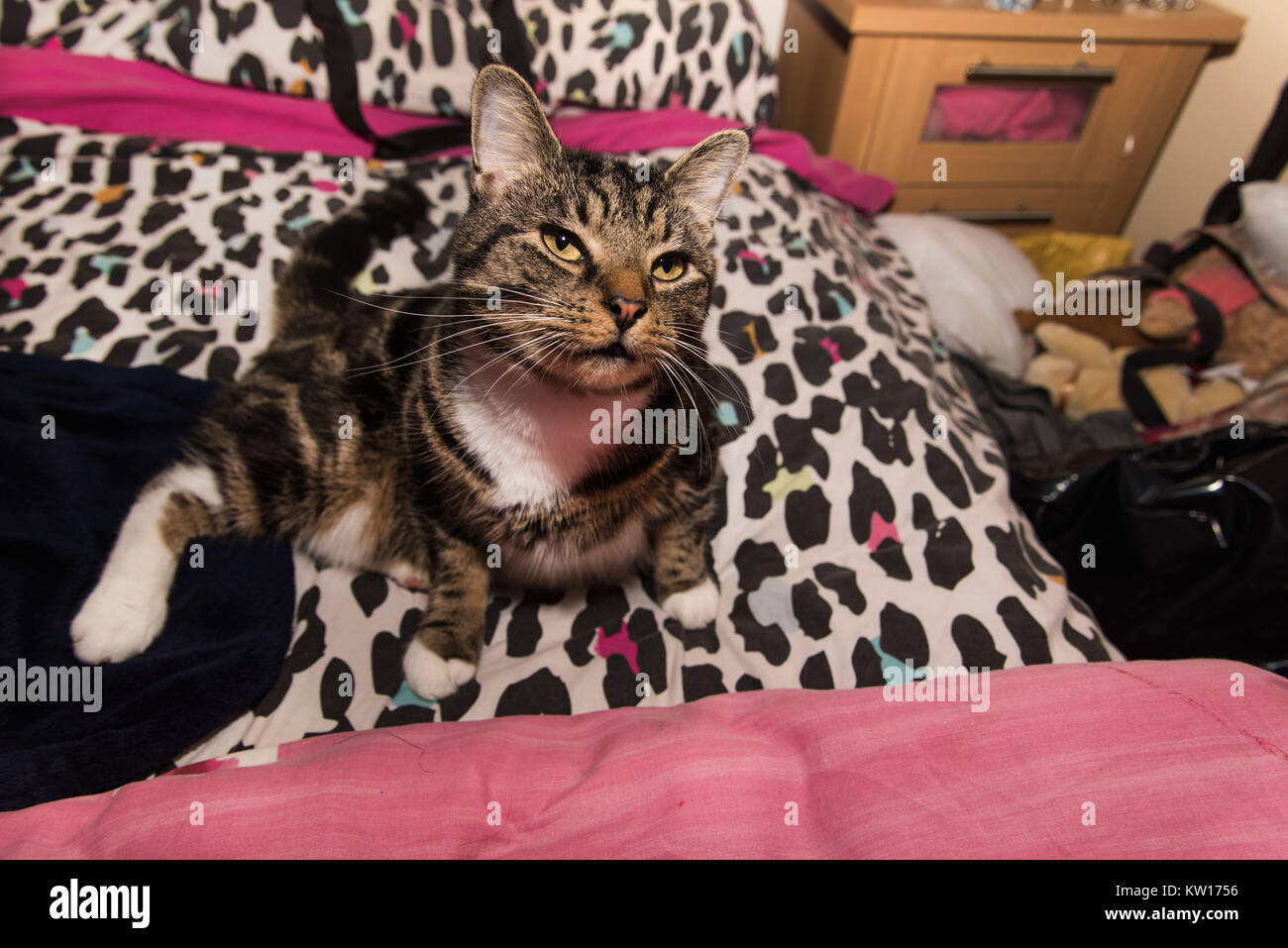 a beautiful tabby cat sitting down on a bed with a multicoloured