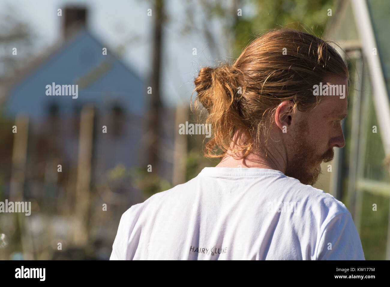 The back of a gardener with long ginger hair in a bum with a beard and moustache sweaty in the sun looking to his right. Stock Photo