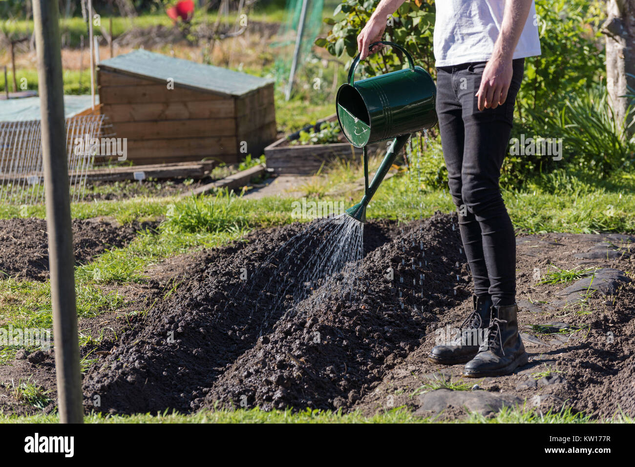 A gardener man wearing a white tshirt skinny jeans and dr marten boots  watering soil potatoes raised beds with a green tin watering can in the  garden Stock Photo - Alamy