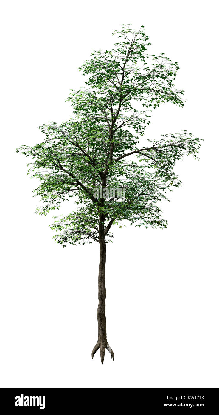 Green Maple Tree Rendering 3D rendering of a green Japanese maple tree isolated on white ...