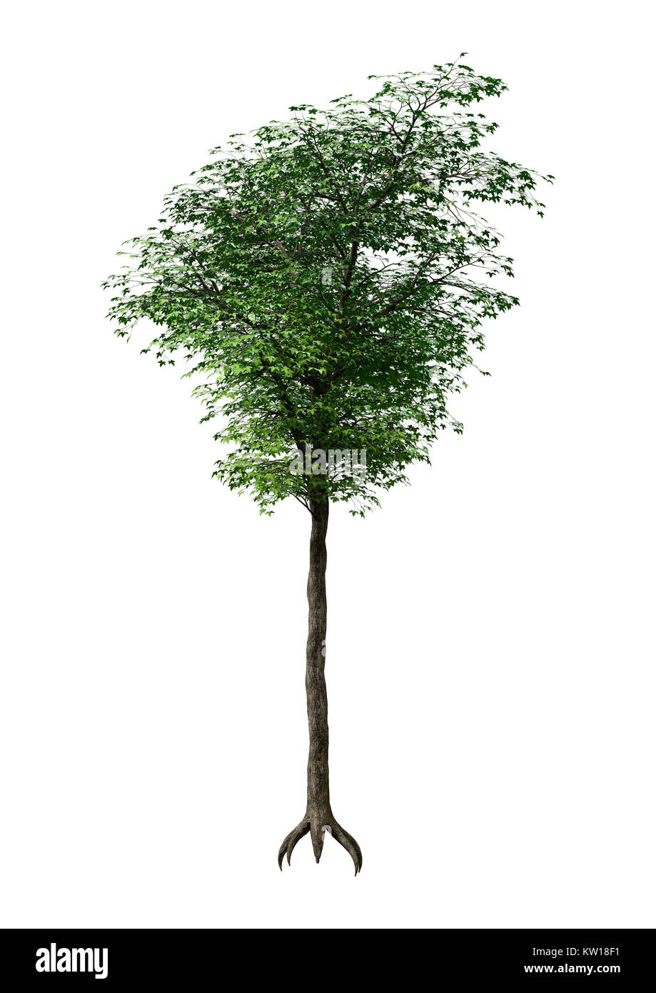 Green Maple Tree Rendering 3D rendering of a green Japanese maple tree isolated on white ...