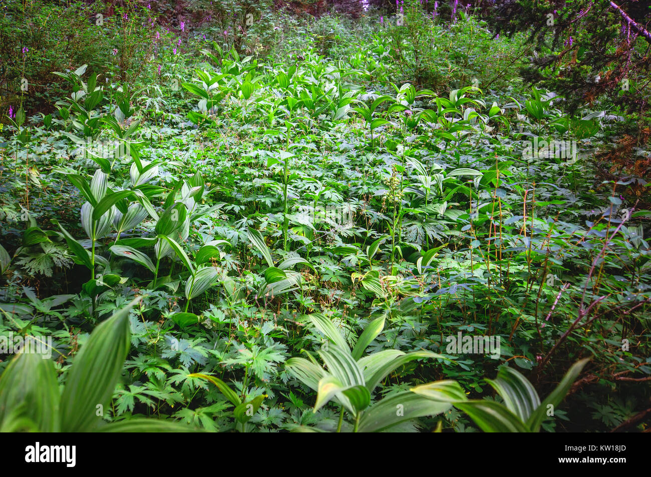 Covert overgrown with green grass. Siberian taiga Stock Photo
