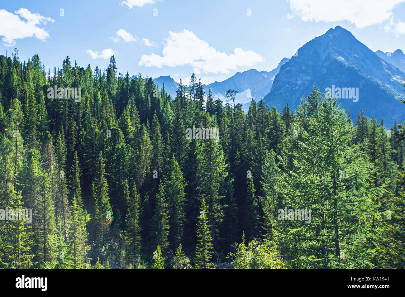 spruce forest on a hill side meadow in high mountains on a clear light solar summer day. Wild Siberian taiga Stock Photo