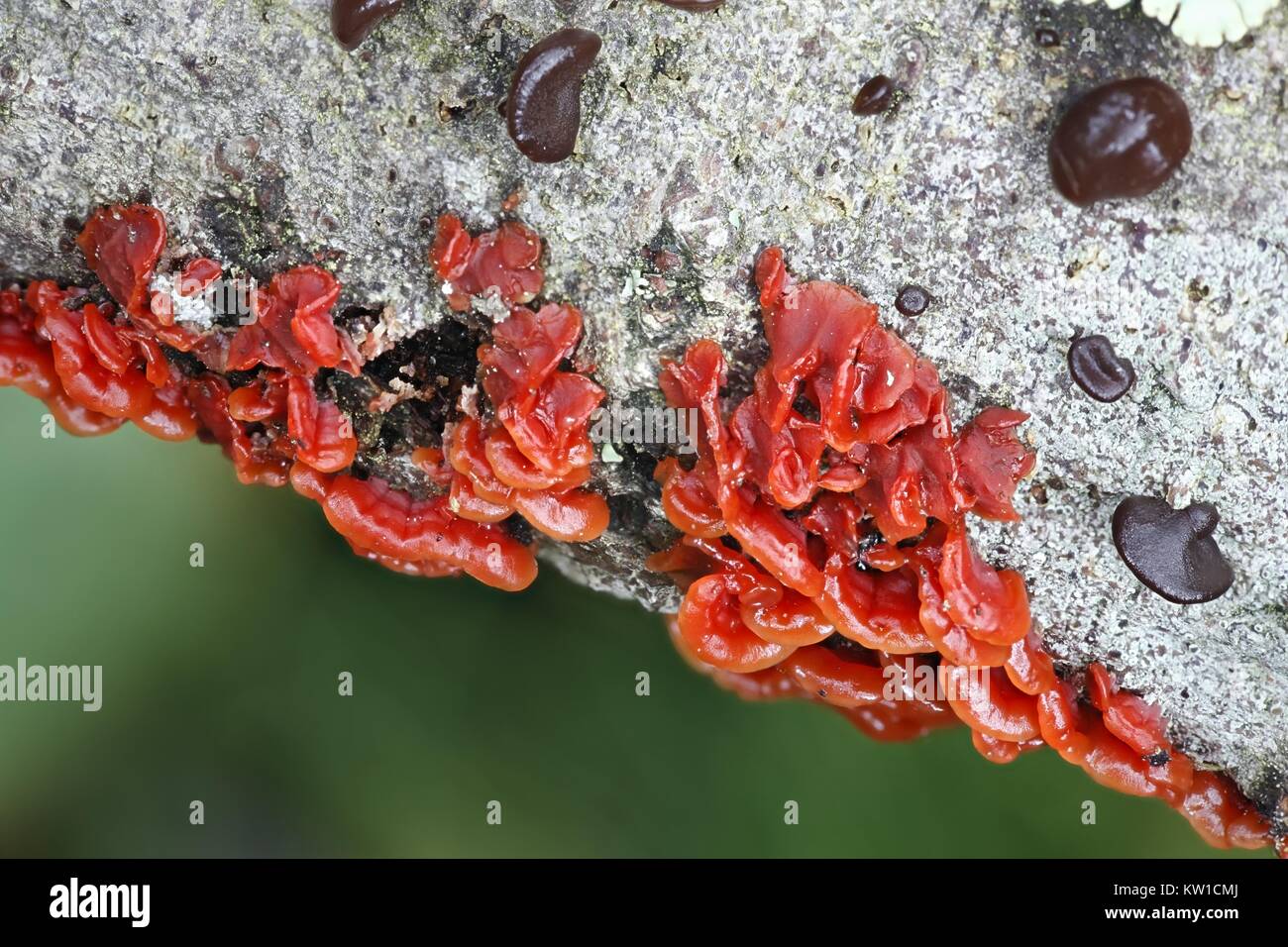 Scarlet splash, Cytidia salicina, growing on willow in Finland Stock Photo