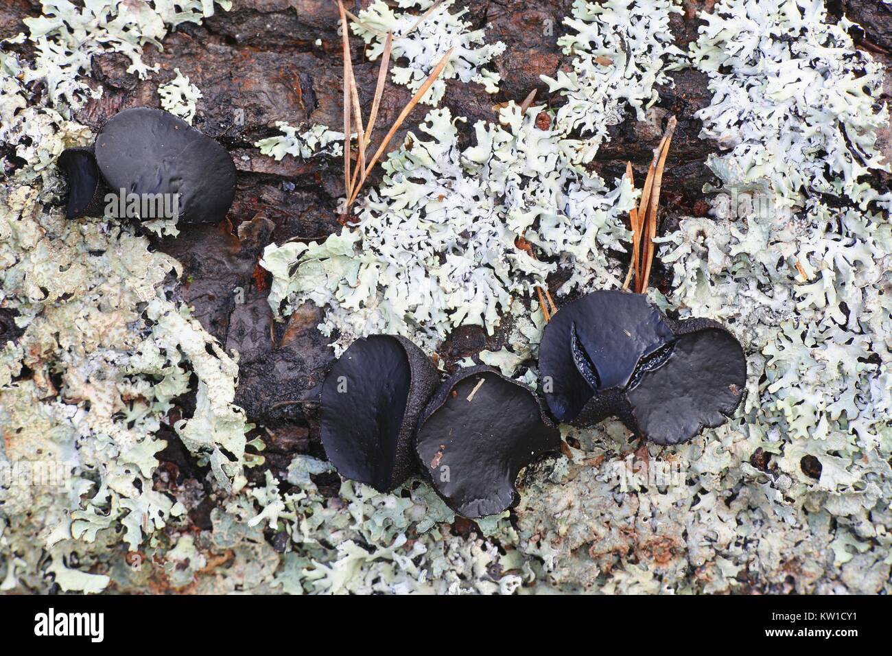 Black bulgar fungus, Bulgaria inquinans Stock Photo