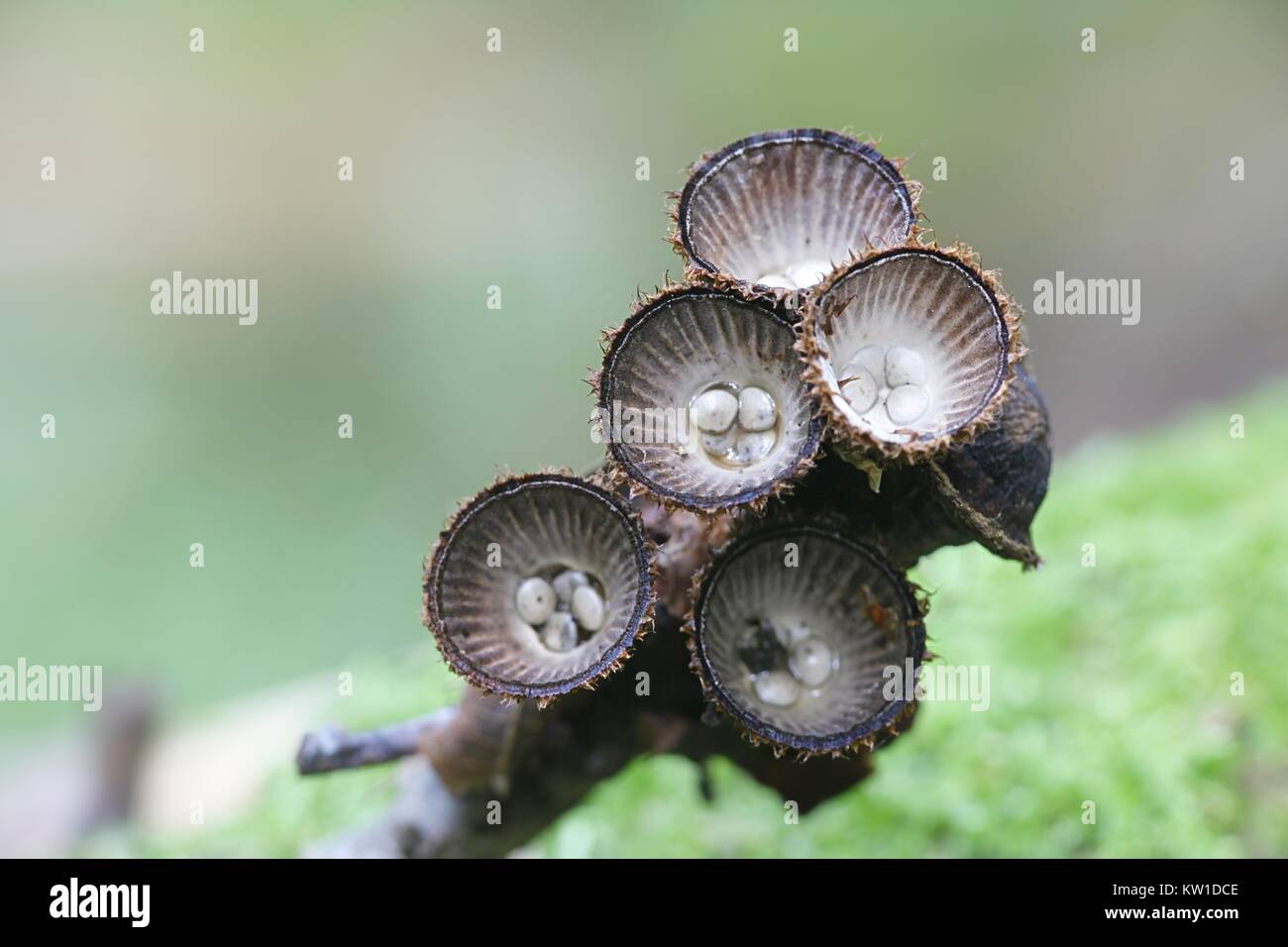 Fluted bird's nest fungus, Cyathus striatus, stange mushroom from