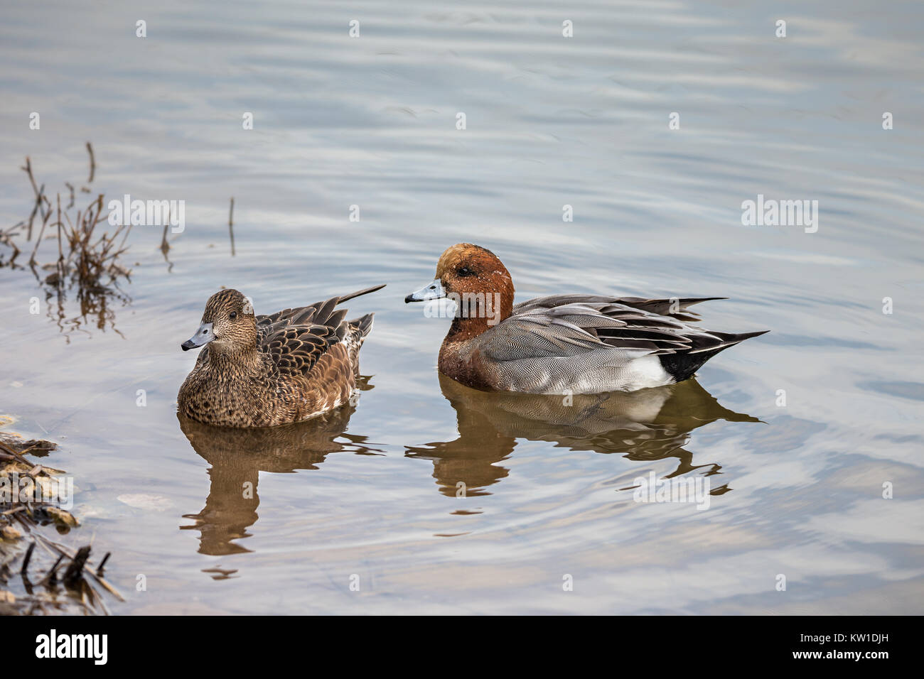 Ducks in Tablas de Daimiel National Park. Spain. Stock Photo