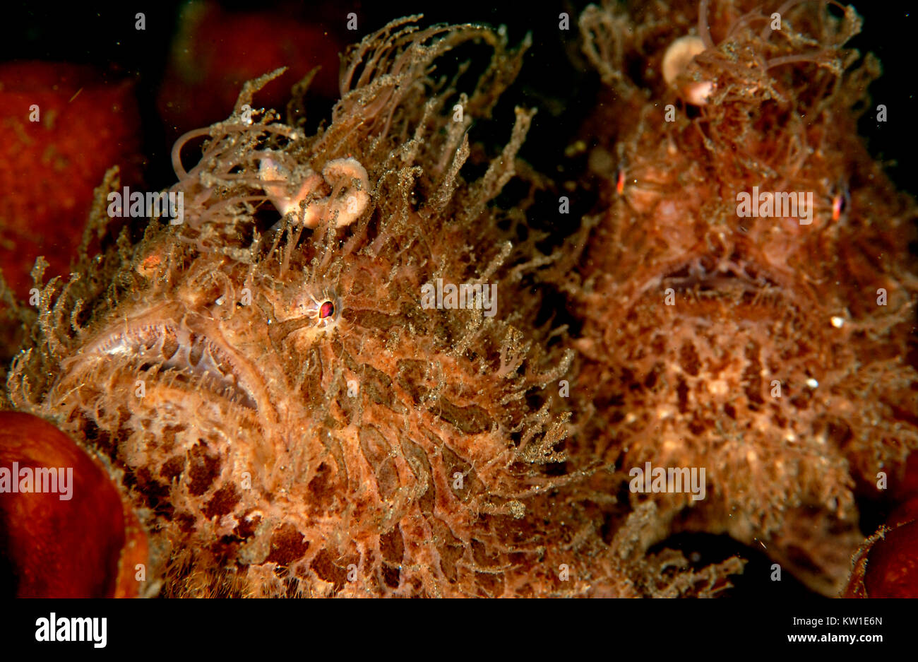 PAIR OF STRIPED FROGFISH (ANTENNURIUS STRIATUS) WITH WORM LIKE LURE - HAIRY VARIATION. ALSO KNOWN AS THE ANGLER FISH Stock Photo