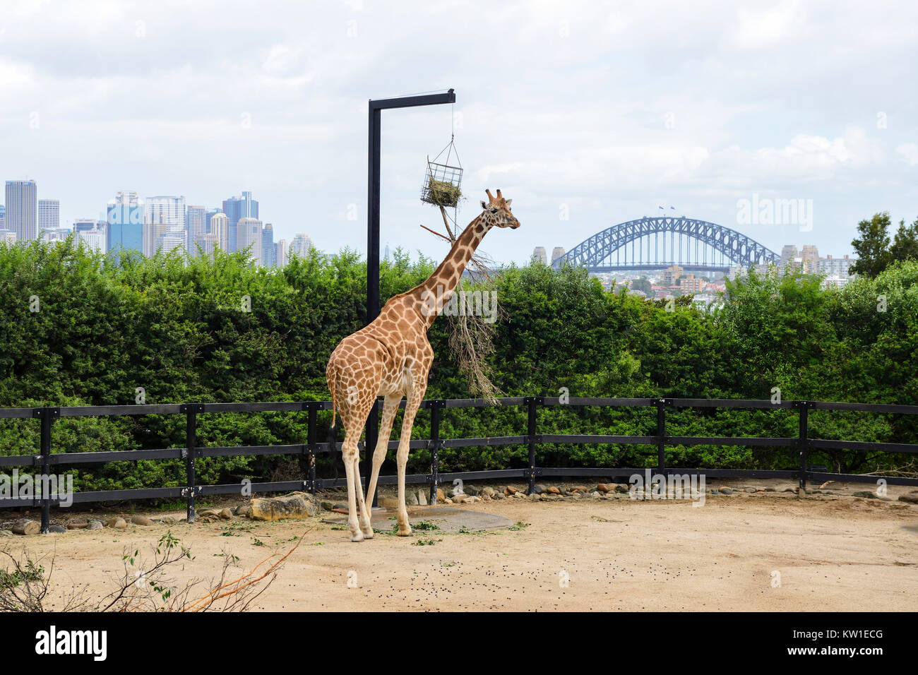 Giraffe enclosure, with Sydney skyline and Sydney Harbour Bridge in ...