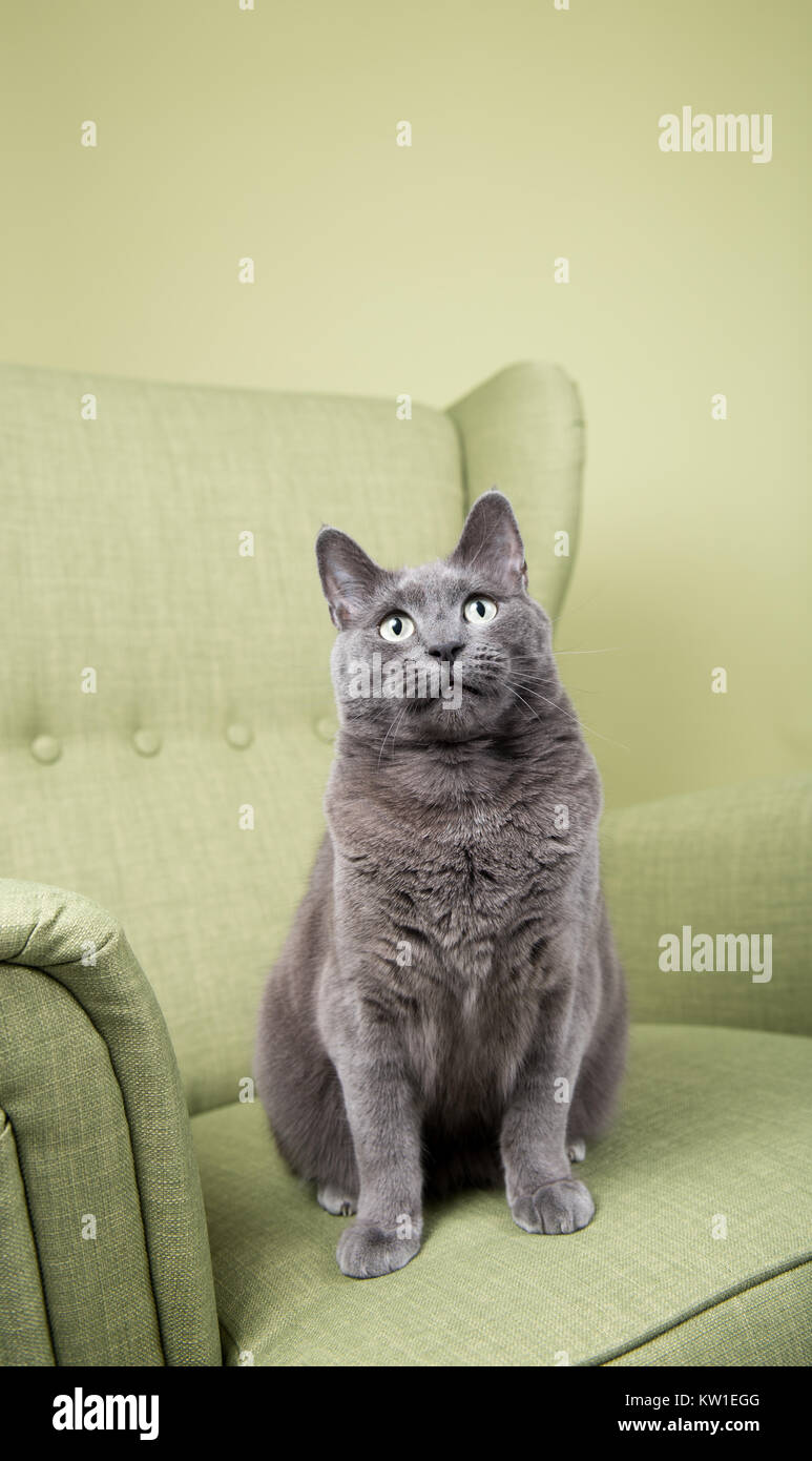 chubby grey cat