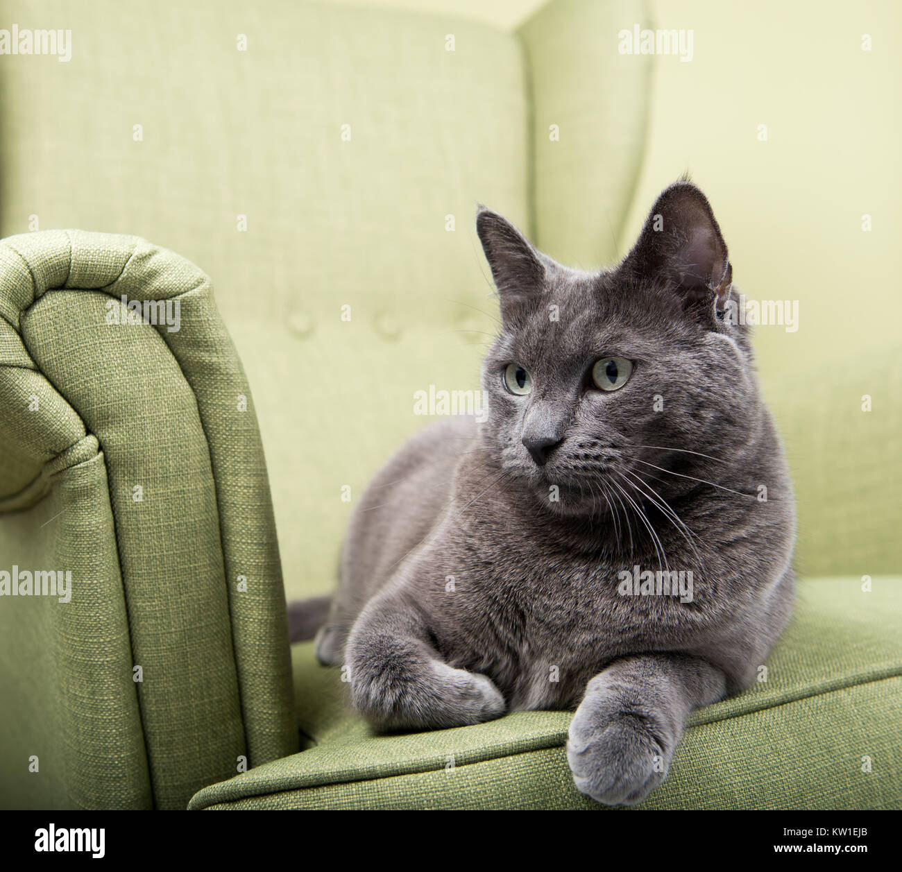 chubby grey cat