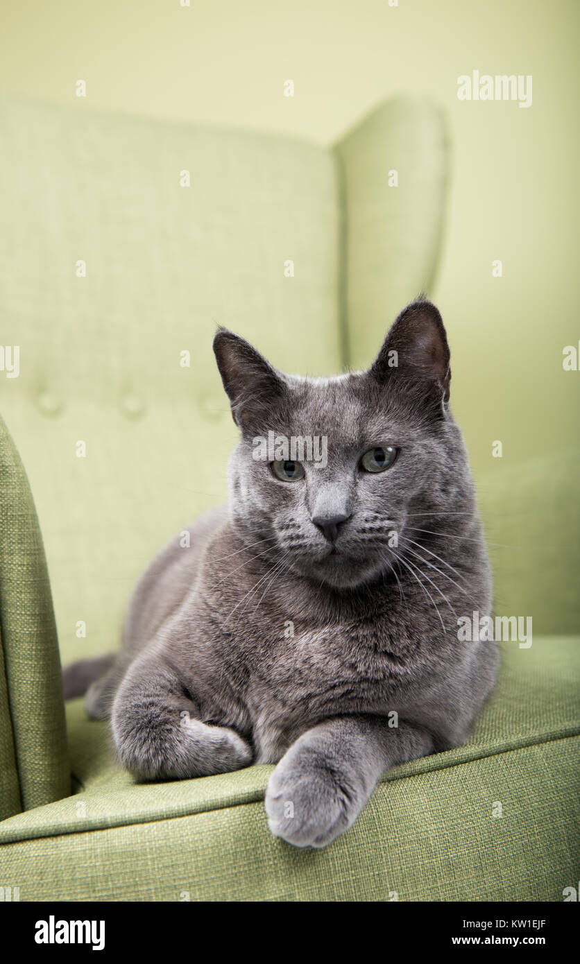 chubby grey cat