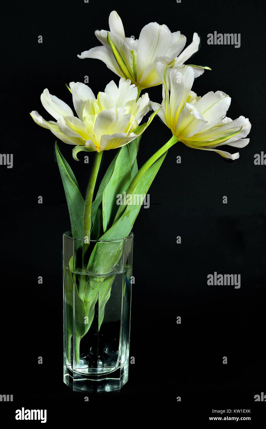 Three beautiful fresh gentle yellow tulips in a glass vase close up on a black background isolated. Spring floral backdrop Stock Photo