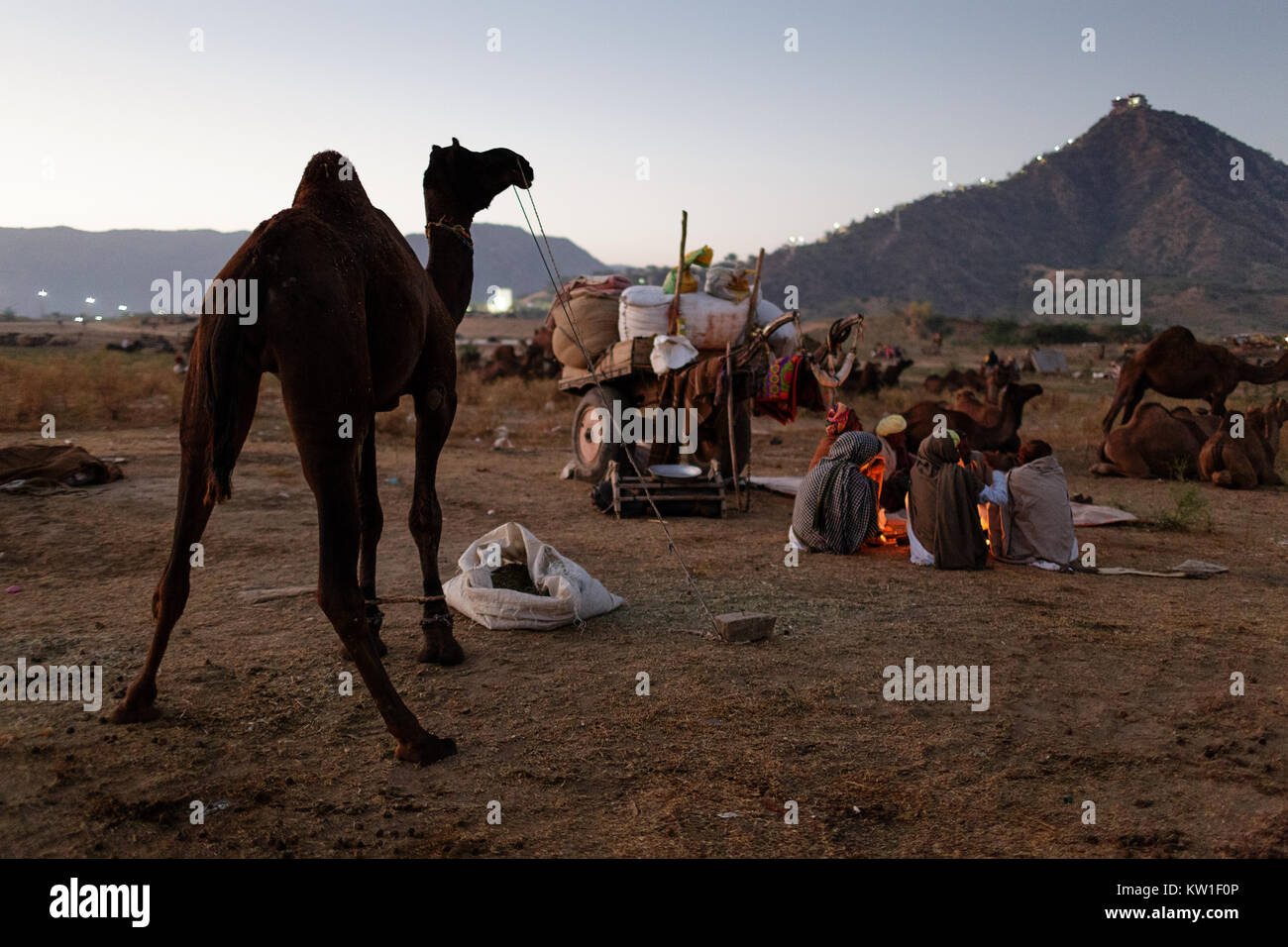 Scene At Pushkar Camel Fair Camel And Group Of Men With Turban