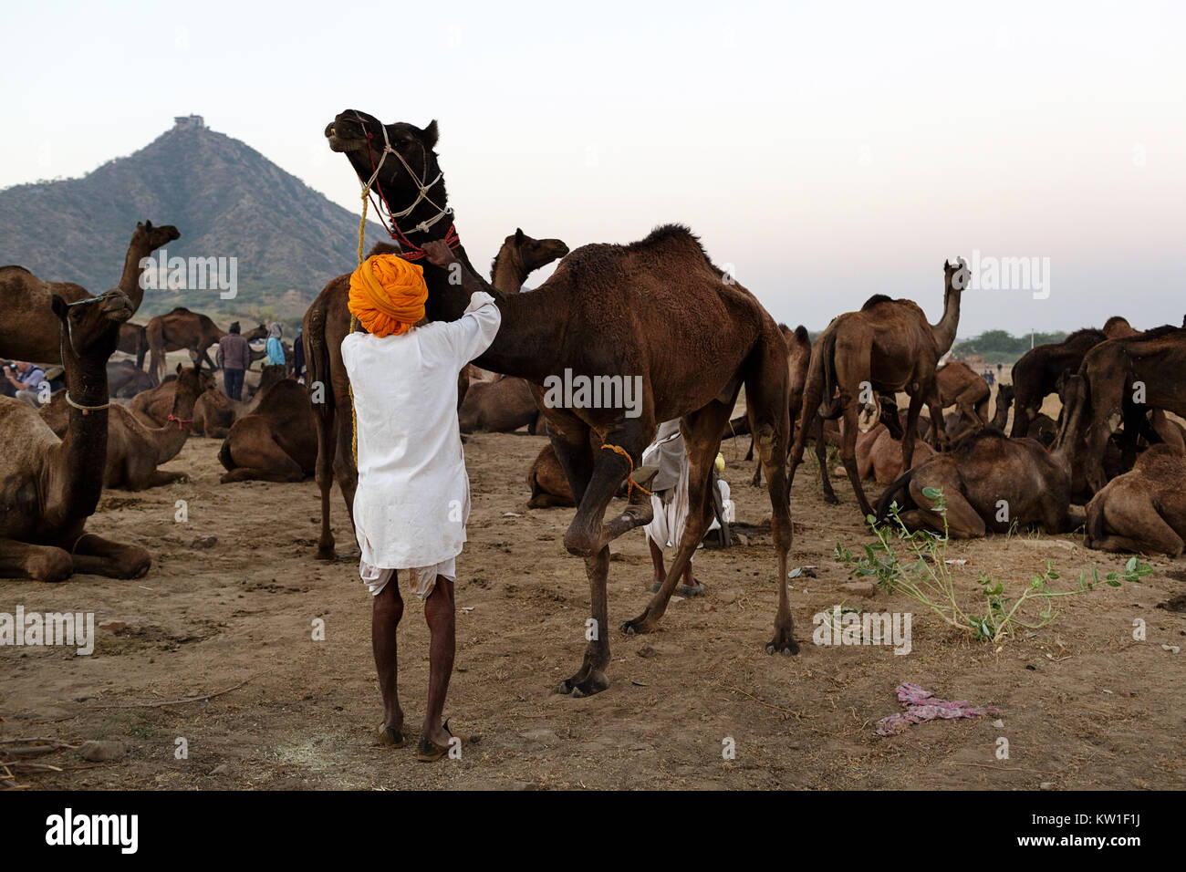 Scene at Pushkar Camel Fair, man in orange turban preparing a camel for the fair, Pushkar, Ajmer, Rajasthan, India Stock Photo