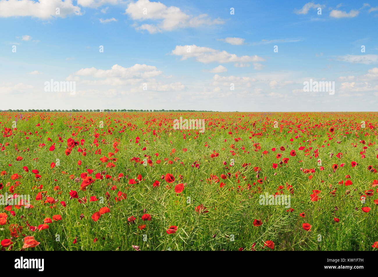 poppies on green field and blue sky Stock Photo - Alamy