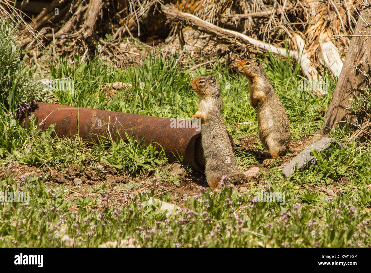 Two Ground Squirrels Checking for Danger Stock Photo Alamy
