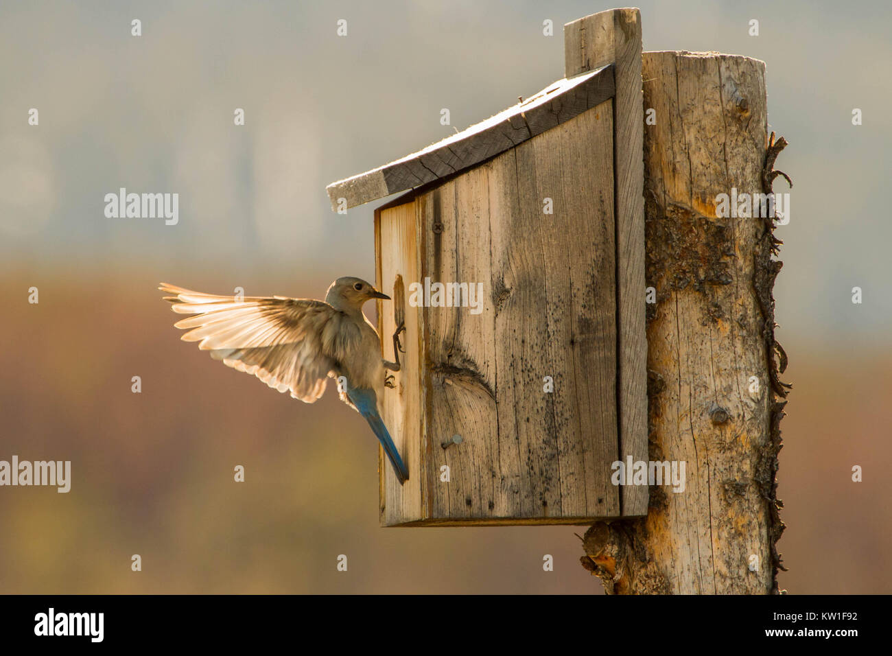 Western bluebird nesting box hi-res stock photography and images - Alamy
