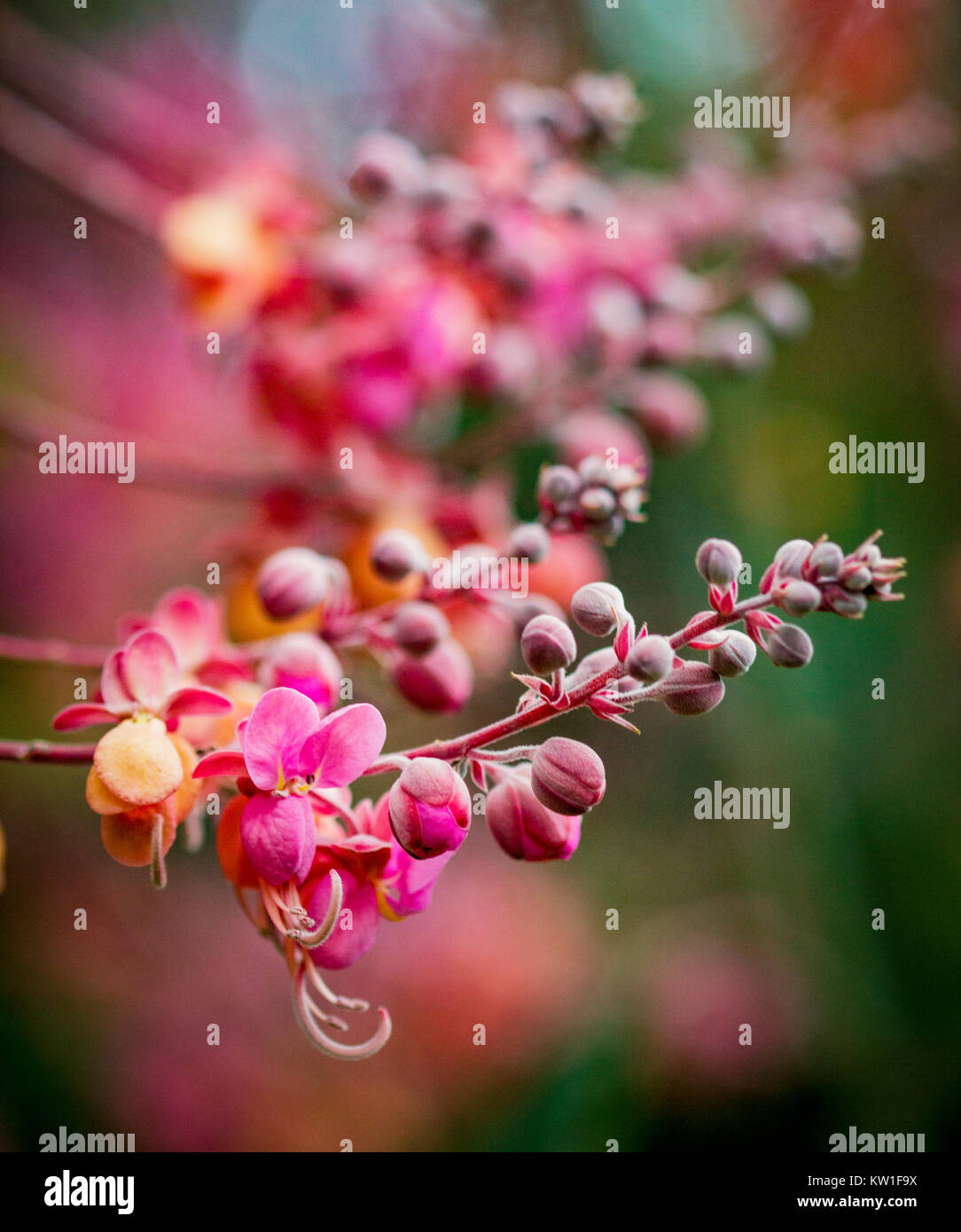 Cassia marginata (Red Shower Tree) in full bloom in Cairns, Queensland