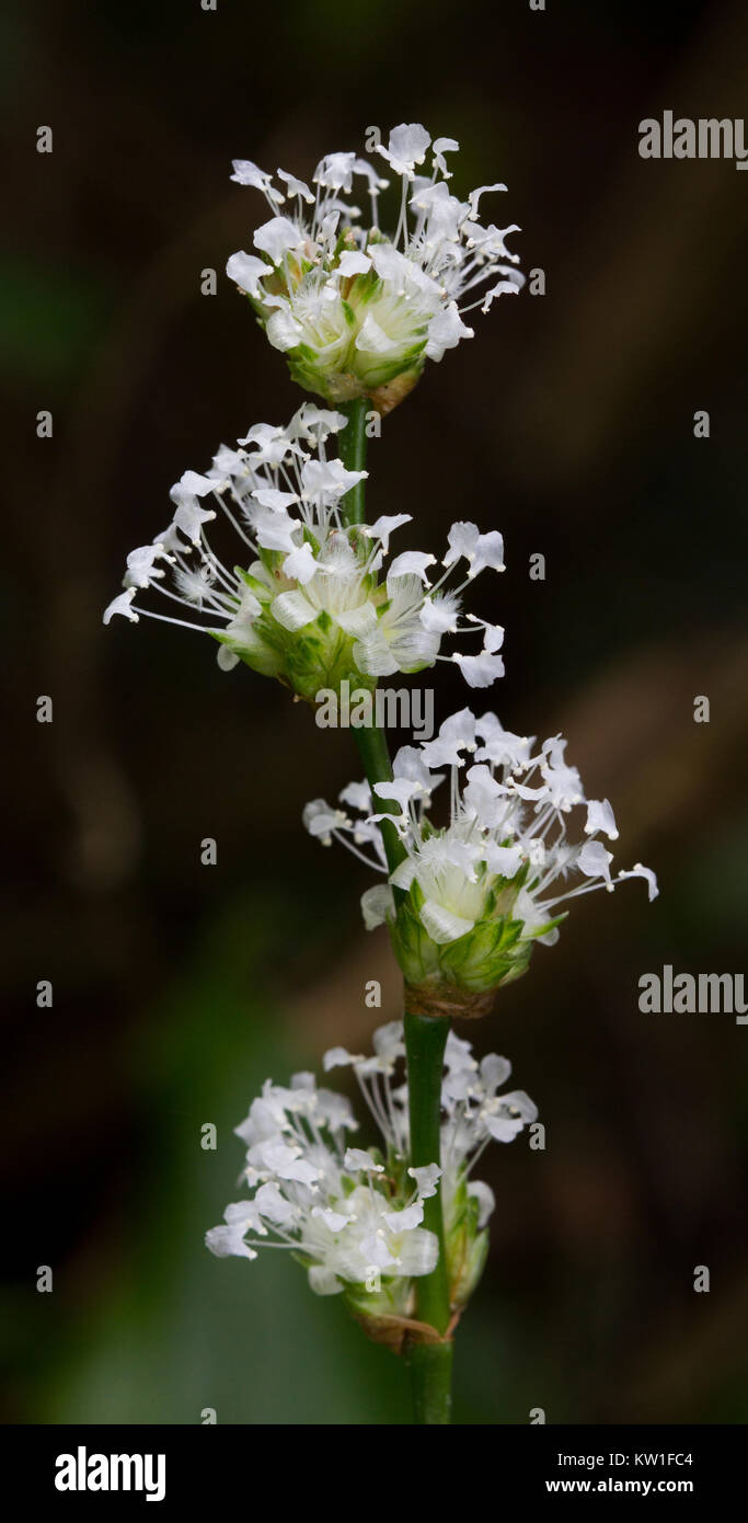 Close up of tiny flowers of a dainty herb Stock Photo