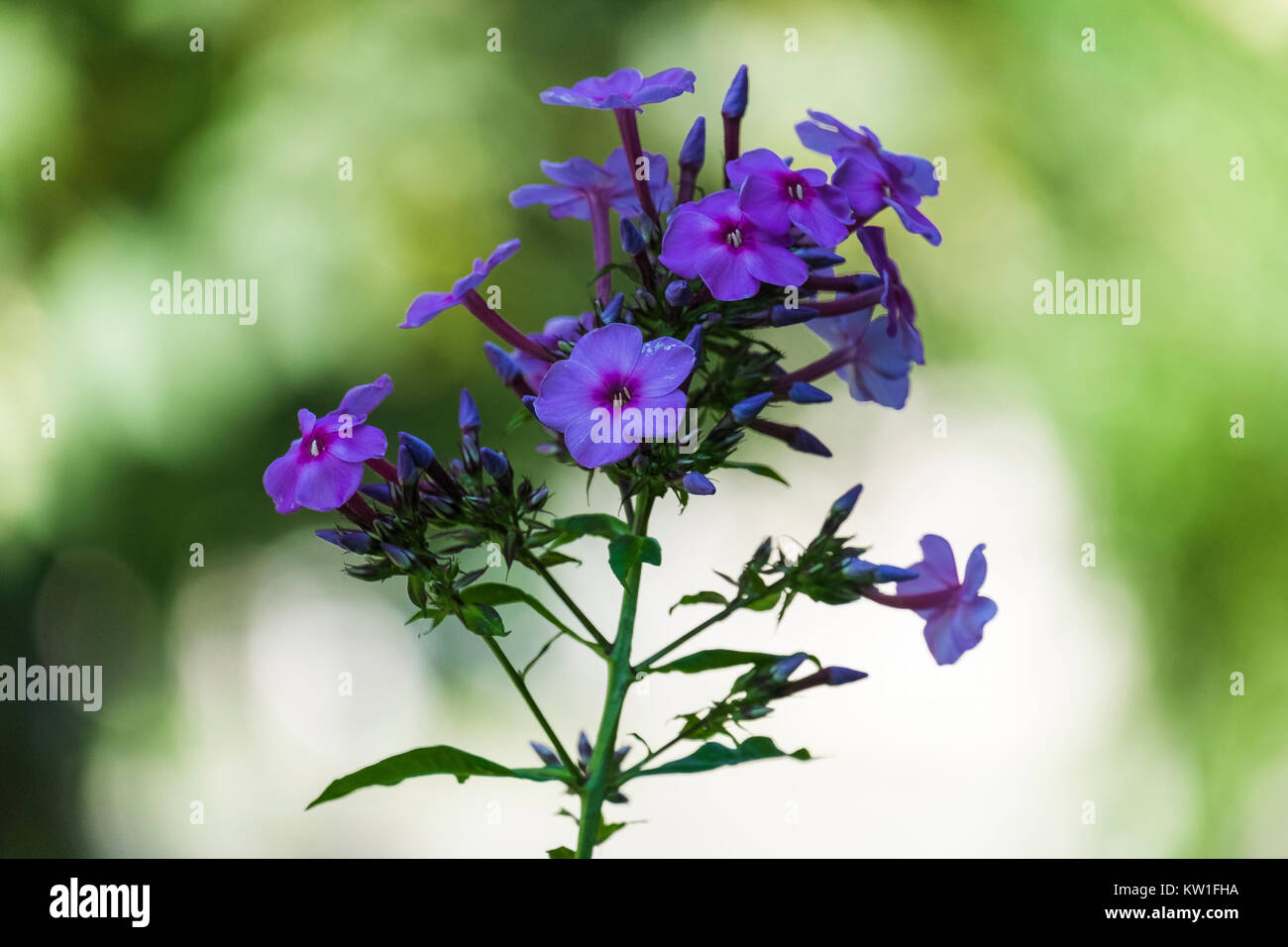 Blue flowers of tubular-funnel-shaped form collected in a complex inflorescence (Phlox paniculata) Stock Photo