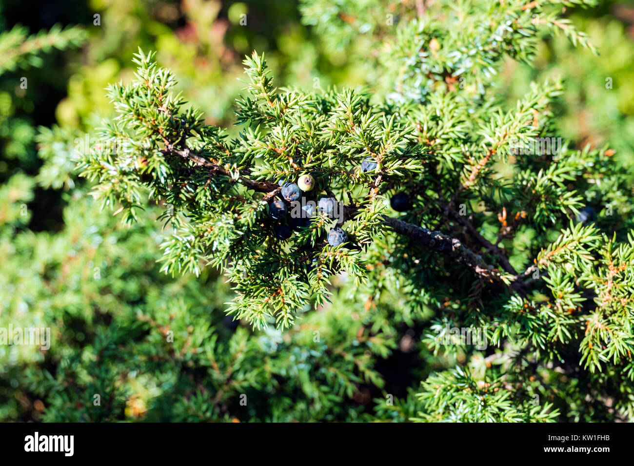 Branch of a juniper with bluish seed cones (Juniperus communis) Stock Photo