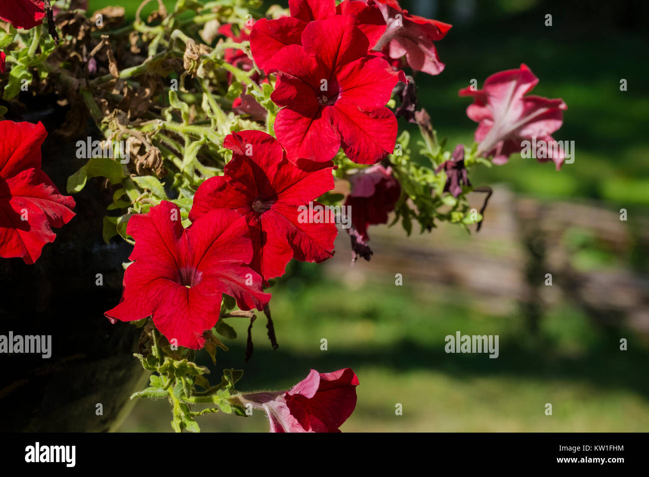 Cone Shape Red Roses Cone shaped flowers hi-res stock photography and images - Alamy