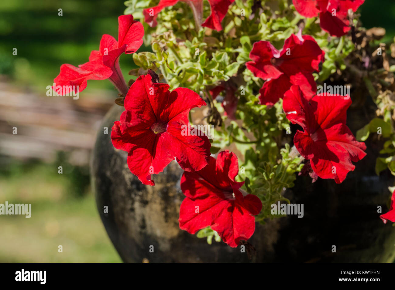 Cone Shape Red Roses Cone shaped flowers hi-res stock photography and images - Alamy