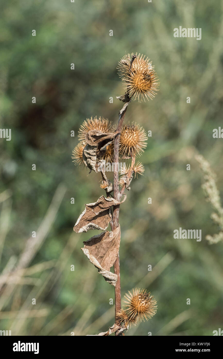 Dried common burdock stem with Spiny Baskets (Arctium minus) Stock Photo