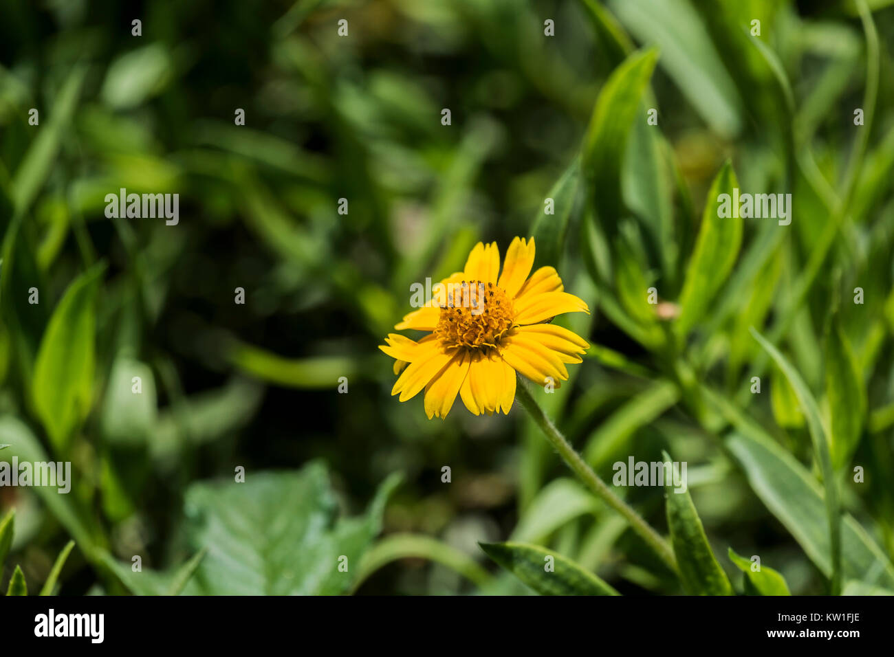 Flower of a bright yellow chrysanthemum with a convex center (Coleostephus myconis) Stock Photo