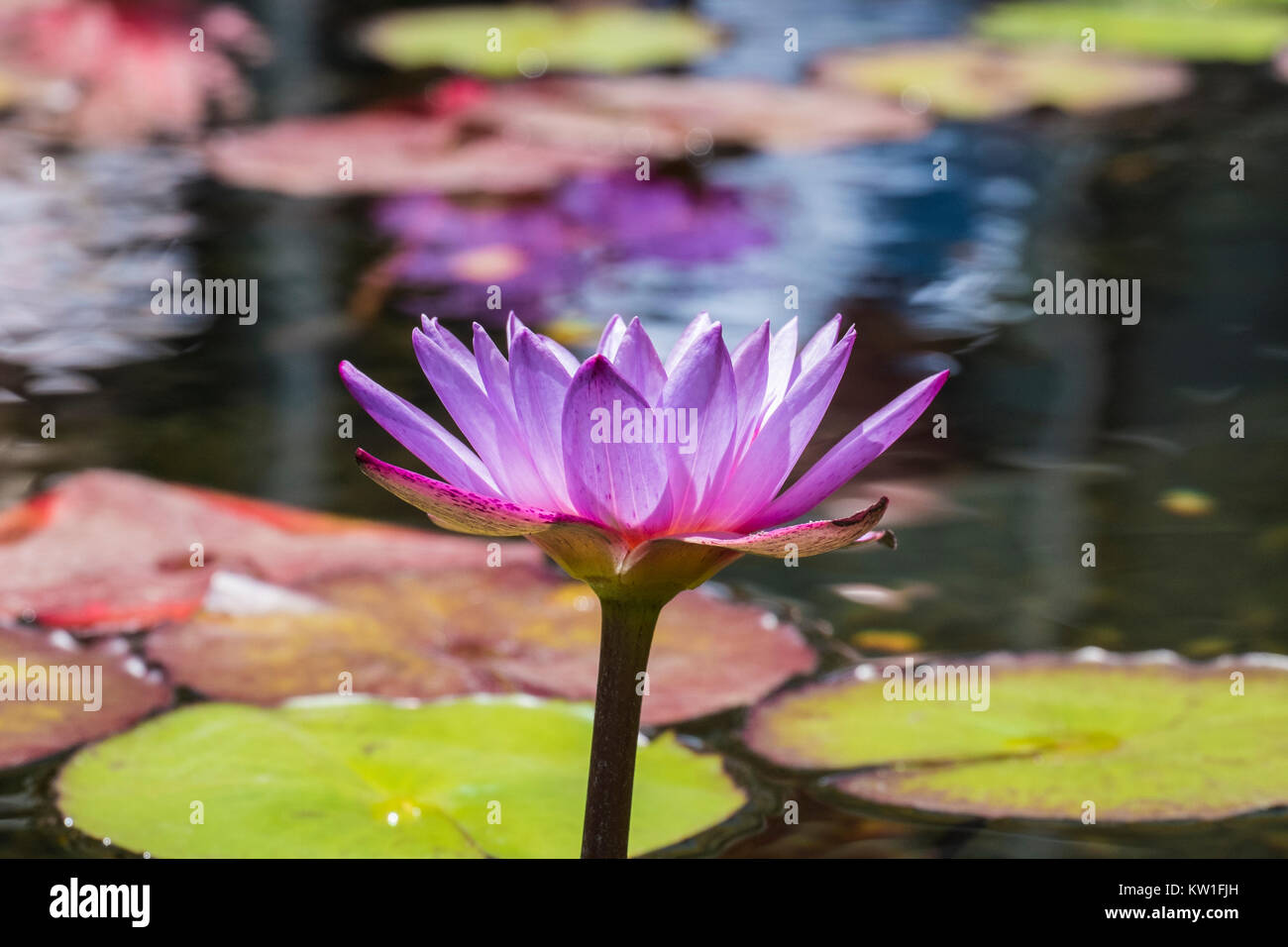 Egyptian Lotus High Resolution Stock Photography and Images Alamy
