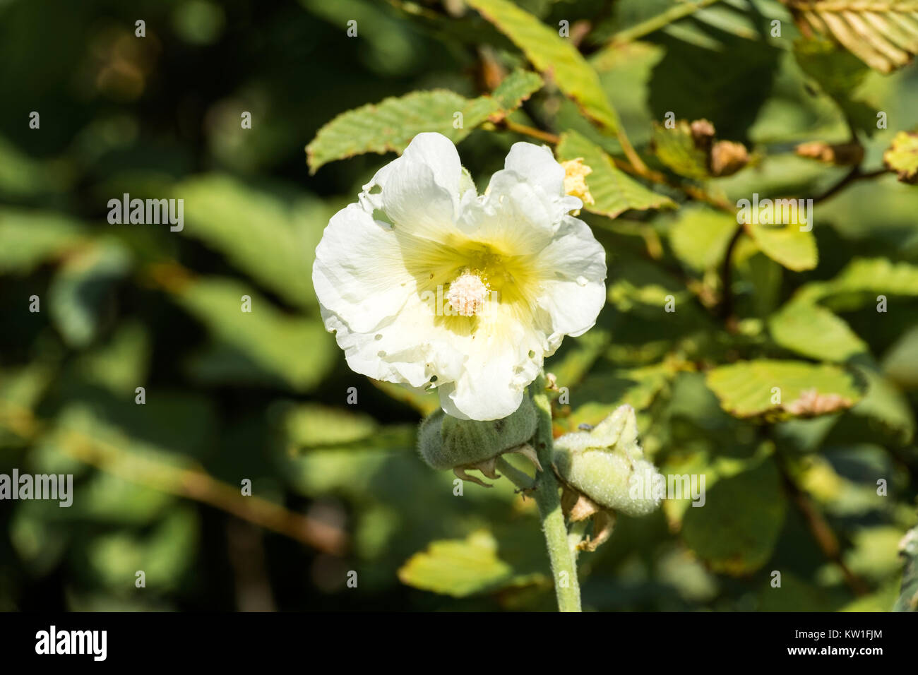 Flower of White hollyhock (Alcea rosea) Stock Photo