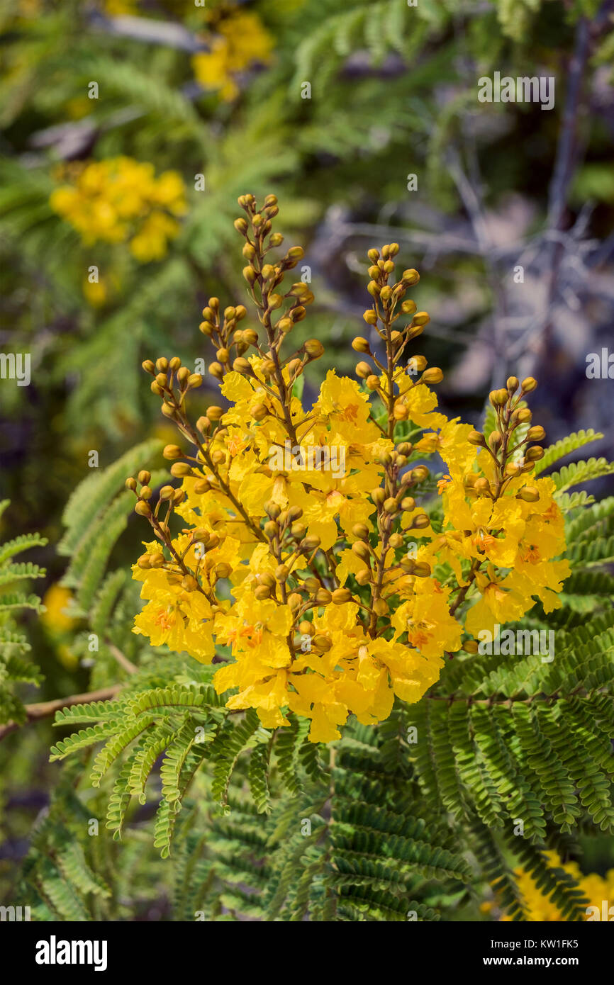 Flowers of the tree yellow flame (Peltophorum pterocarpum) Stock Photo