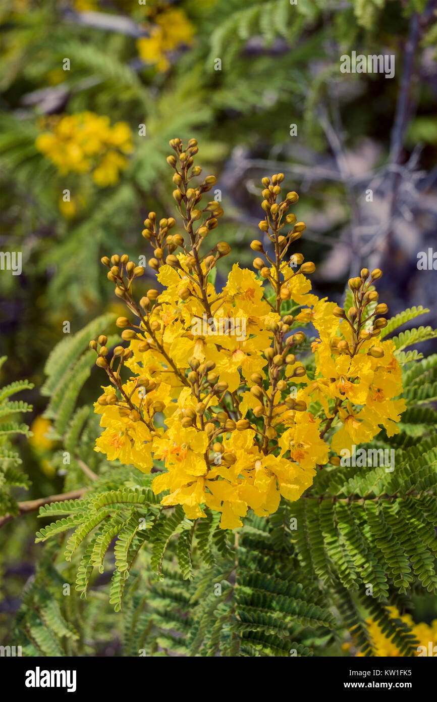 Flowers of the tree yellow flame (Peltophorum pterocarpum Stock Photo ...