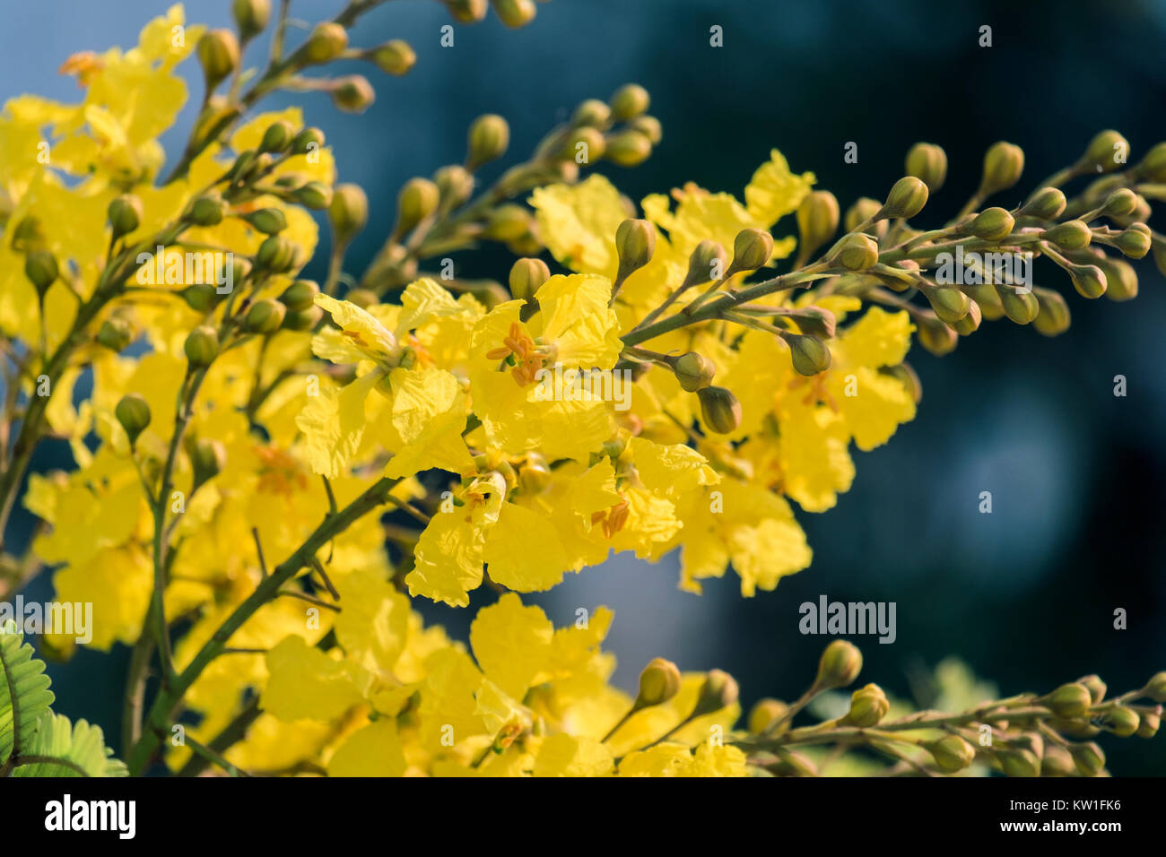 Flowers of yellow flame (Peltophorum pterocarpum) Stock Photo