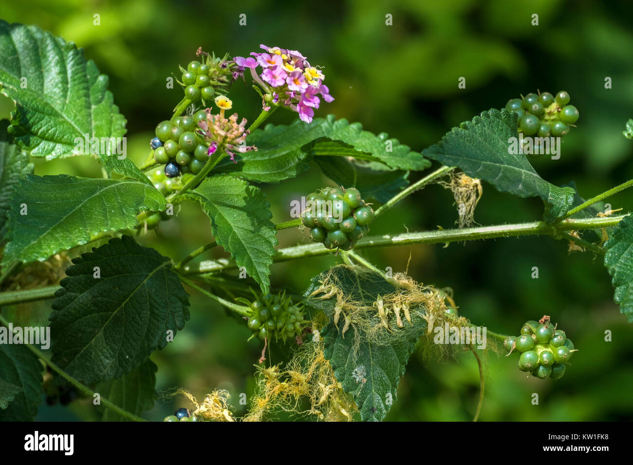 Flowers, leaves and berries of poisonous bush Lantana camara, also