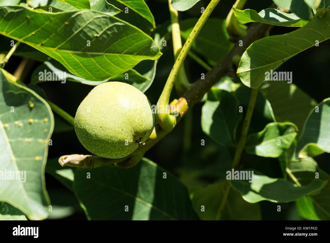 Fruit of a common walnut in a green peel among green foliage (Juglans regia) Stock Photo