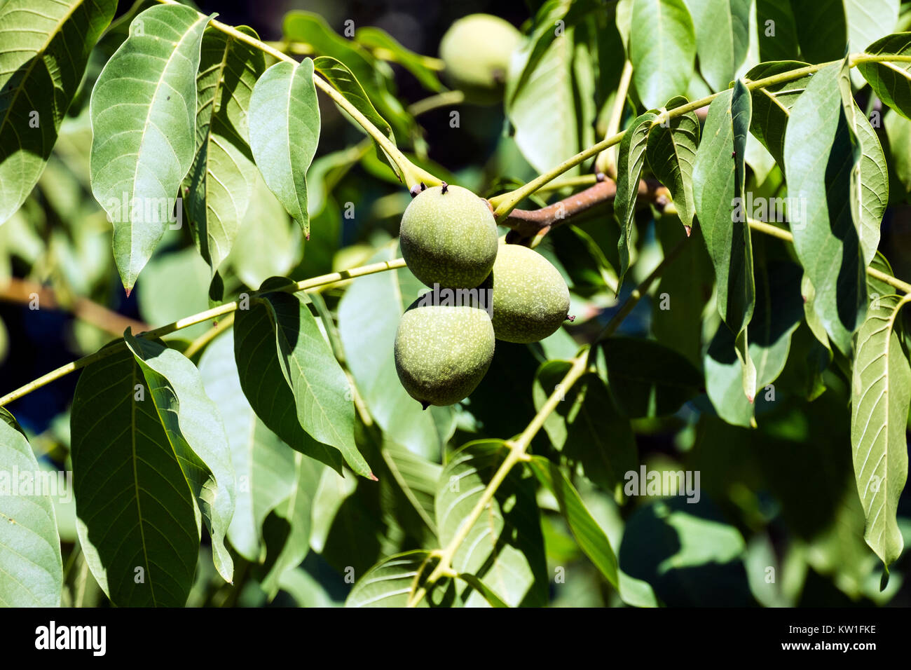 Fruits of a common walnut in a green peel among green foliage (Juglans regia) Stock Photo