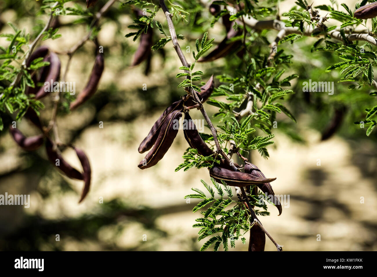 Large brown pods of the prickly mimosa, also known as Acacia farnesiana (Vachellia farnesiana) Stock Photo