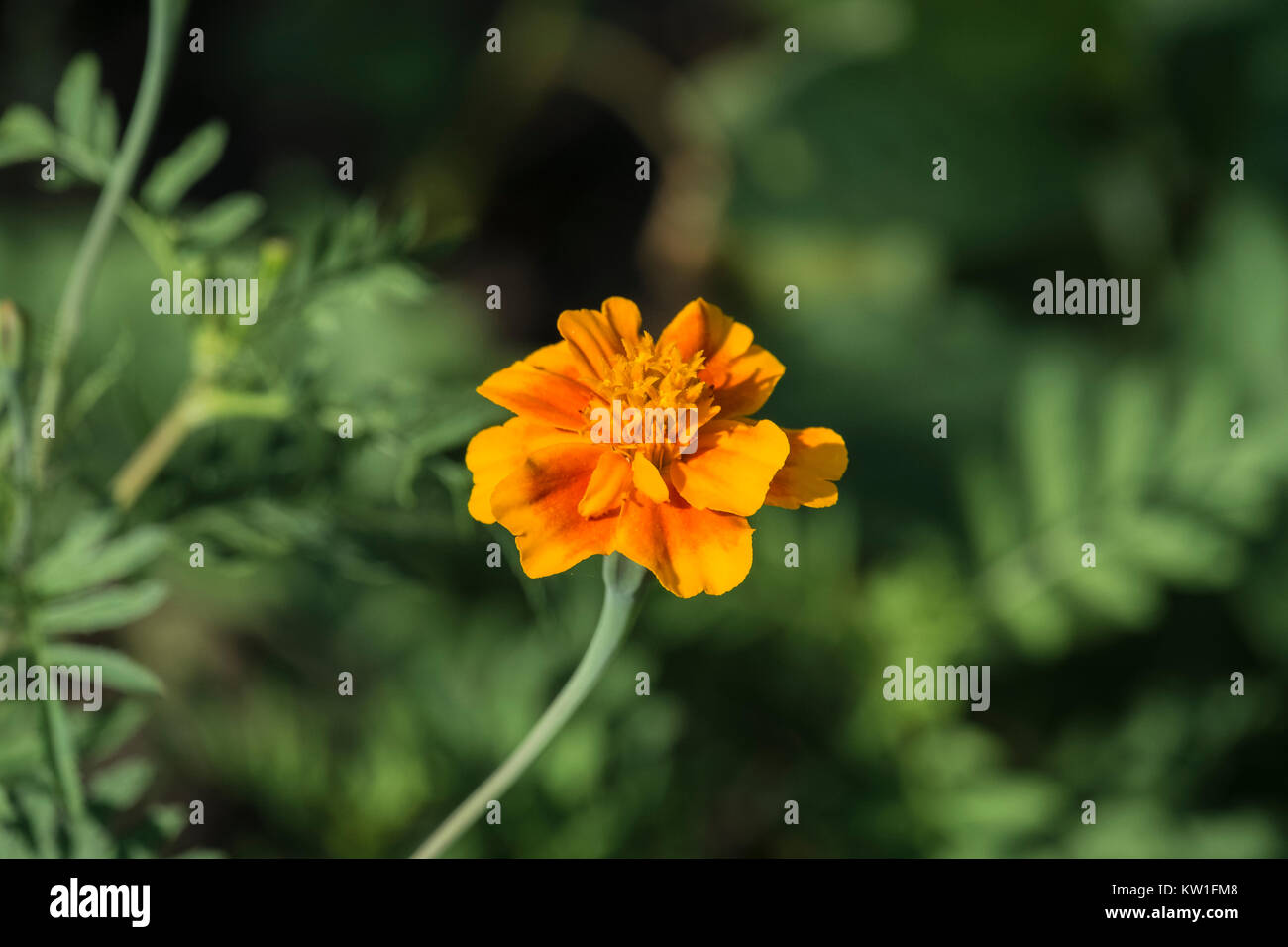 Orange flower of a marigold on a blurred background (Tagetes patula) Stock Photo