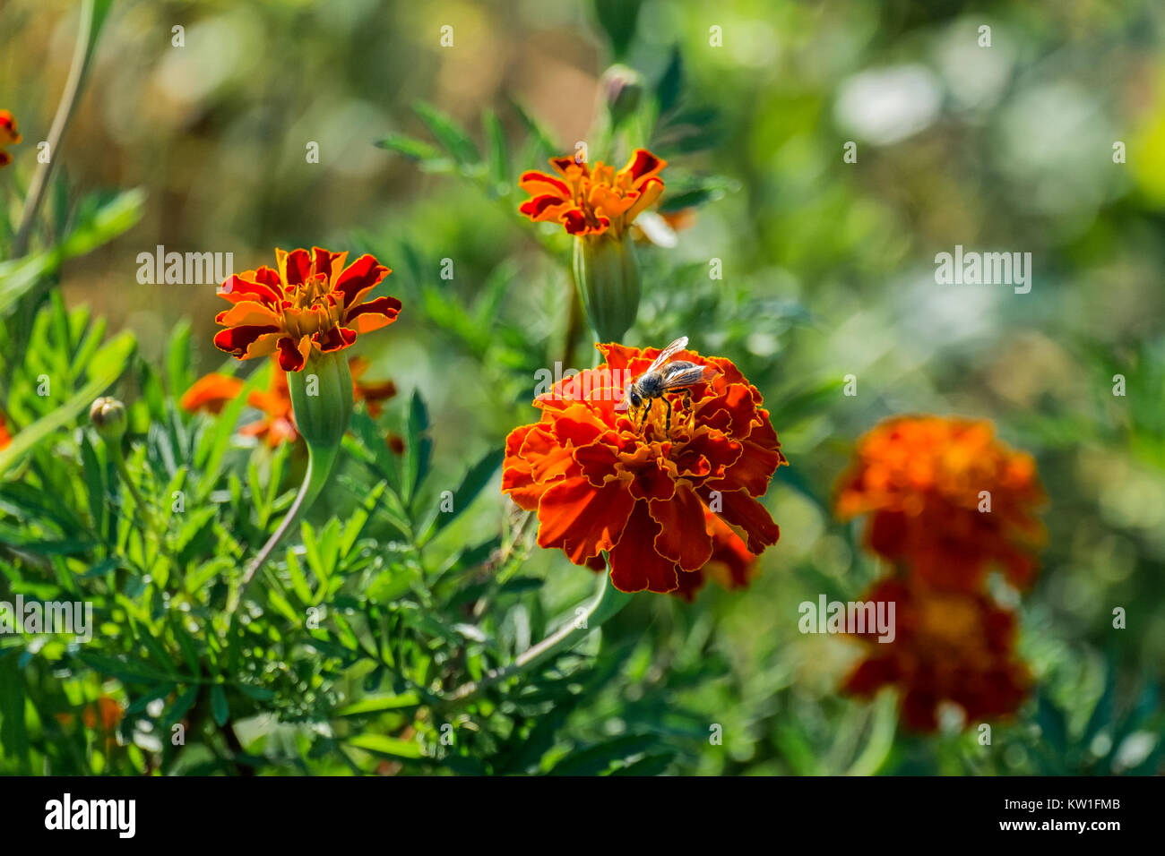 Orange flowers of a marigold and a bee collecting pollen (Tagetes patula) Stock Photo