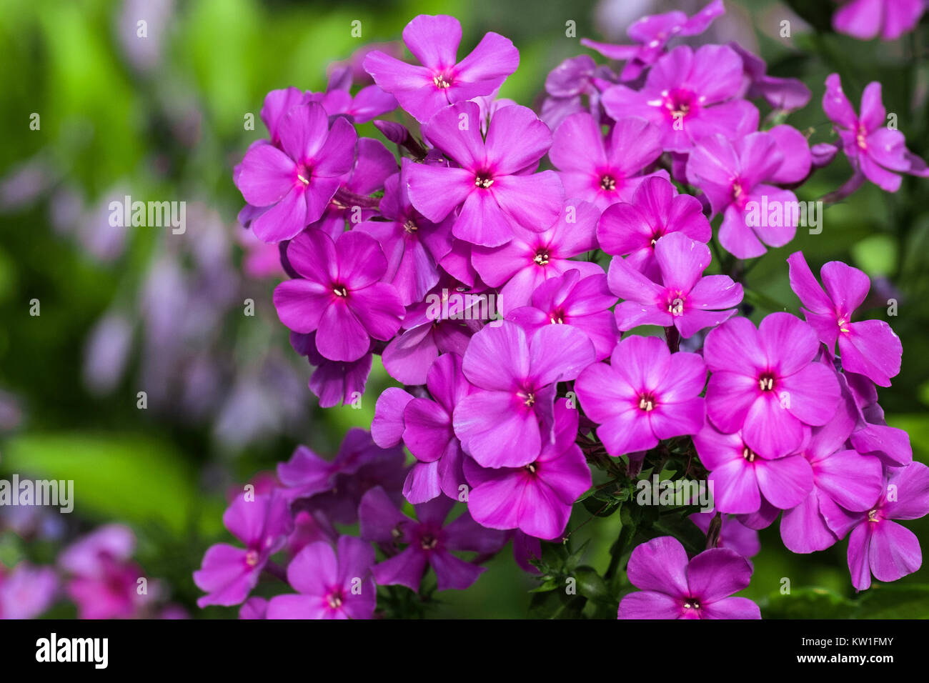 Purple flame flowers of phlox (Phlox paniculata) Stock Photo