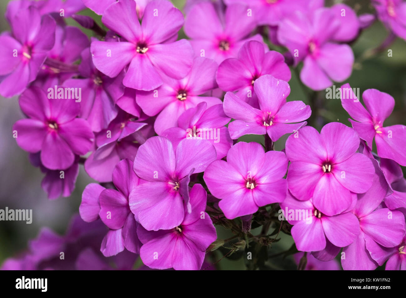 Purple flame flowers of phlox (Phlox paniculata) Stock Photo